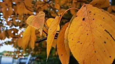 实拍高清秋天的黄叶视频的预览图